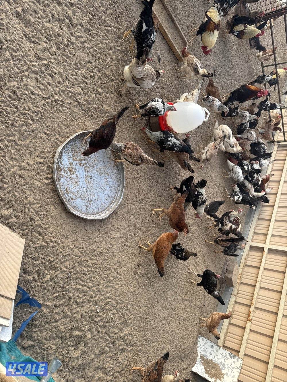 فروخ دندراوي جميع الاحجام في كبار وفي صغار الاسعار علي حسب الاعمار3