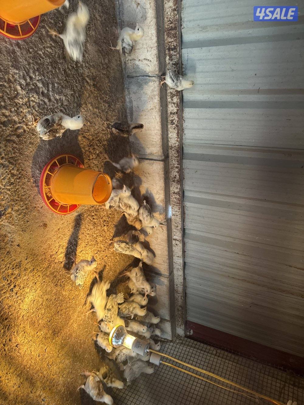 فروخ دندراوي جميع الاحجام في كبار وفي صغار الاسعار علي حسب الاعمار4