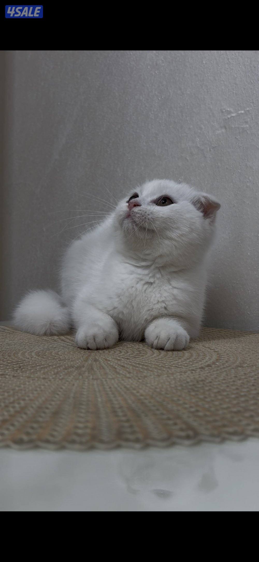 البيع سكوتش فولد بيور0