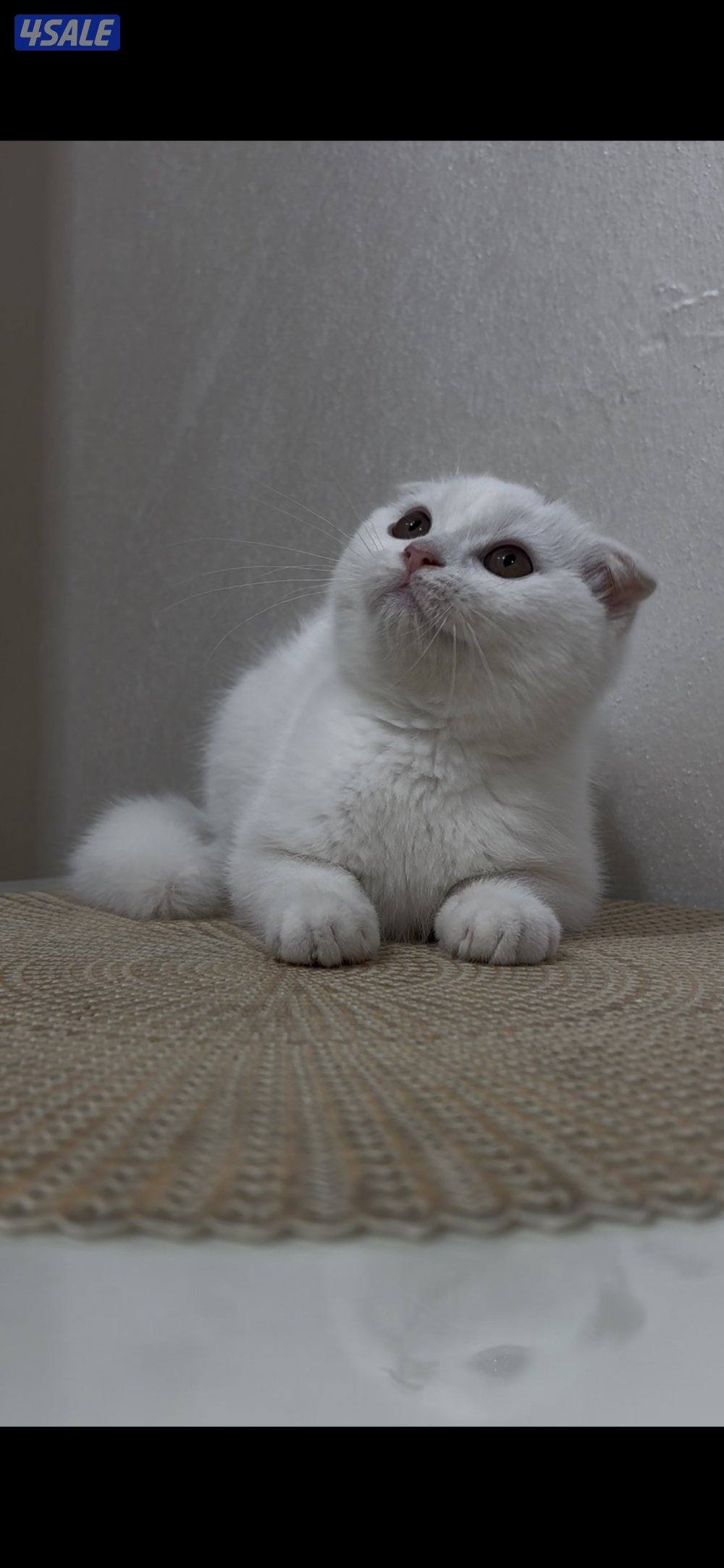 البيع سكوتش فولد بيور1