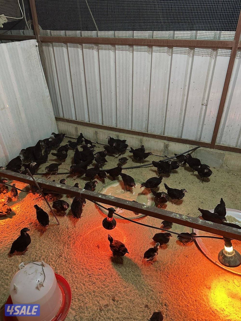 للبيع بيض دجاج عراقي الطبق على 30