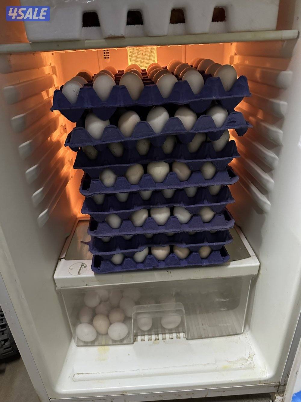 للبيع بيض دجاج عراقي الطبق على 31