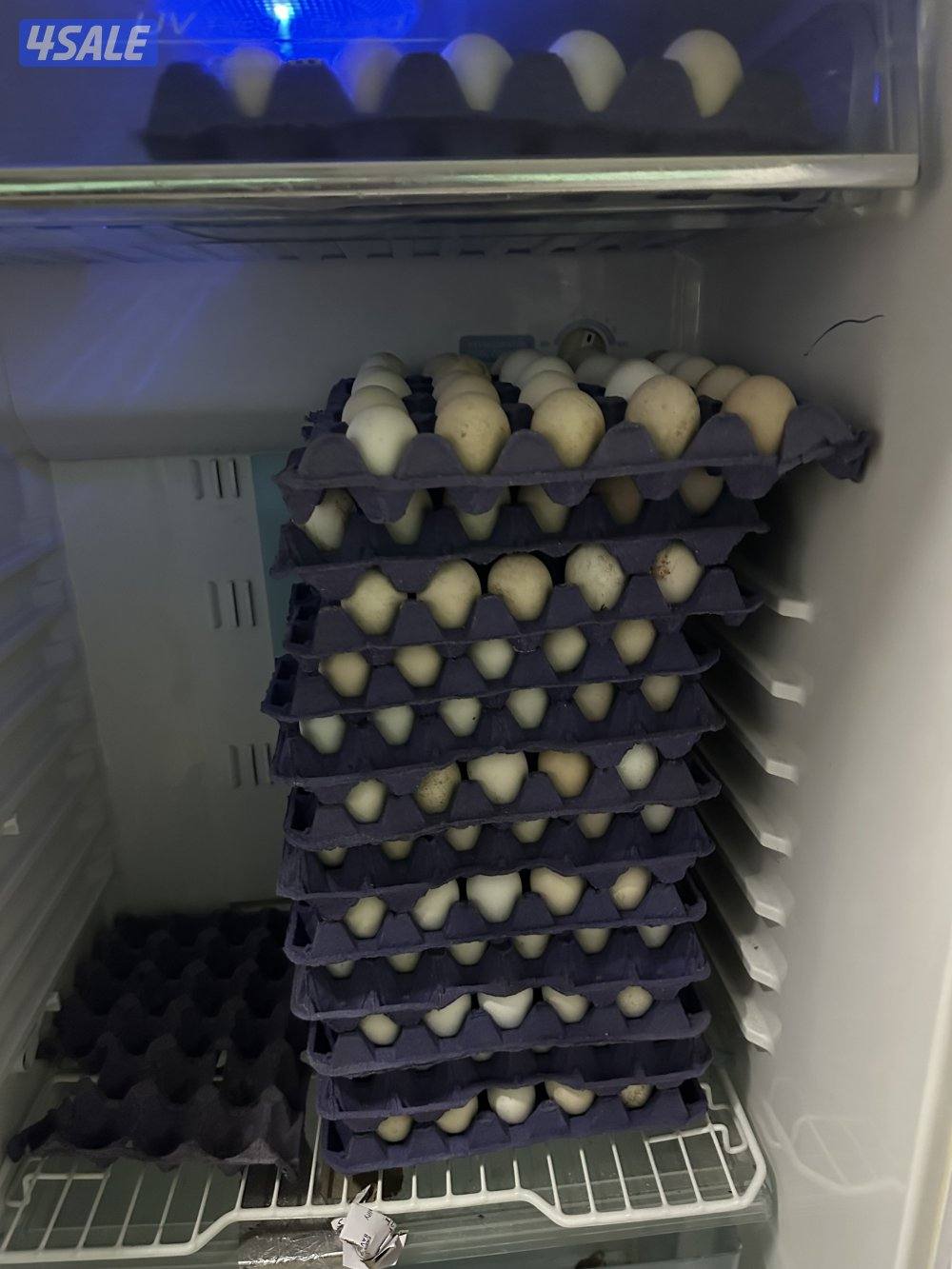 للبيع بيض دجاج عراقي الطبق على 32