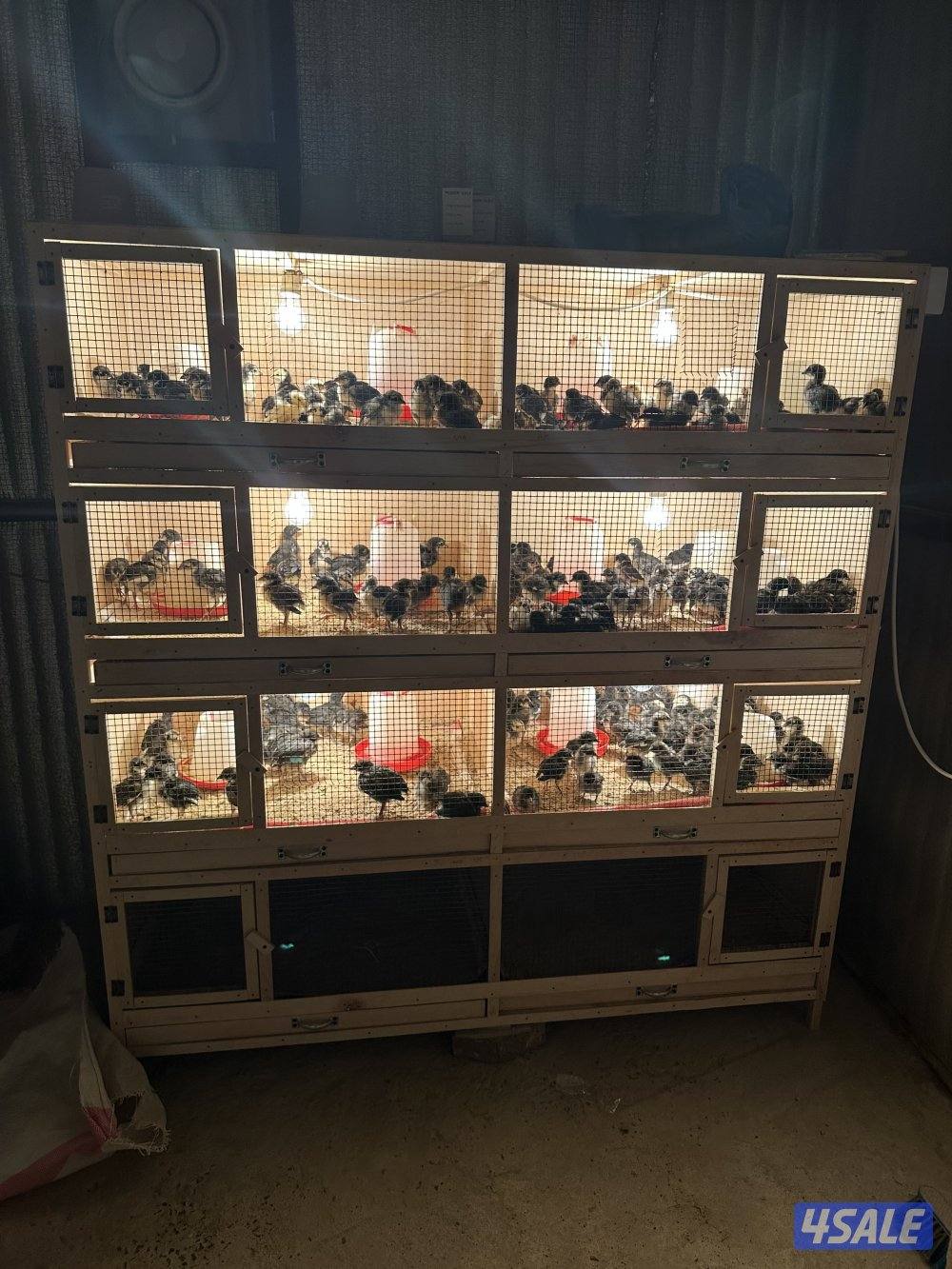 للبيع بيض دجاج عراقي الطبق على 33