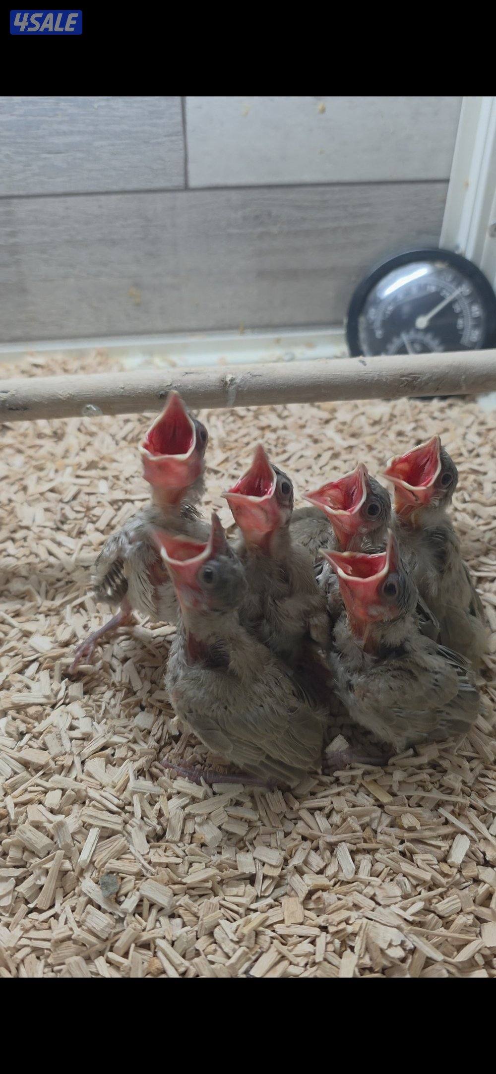 فروخ بلابل0