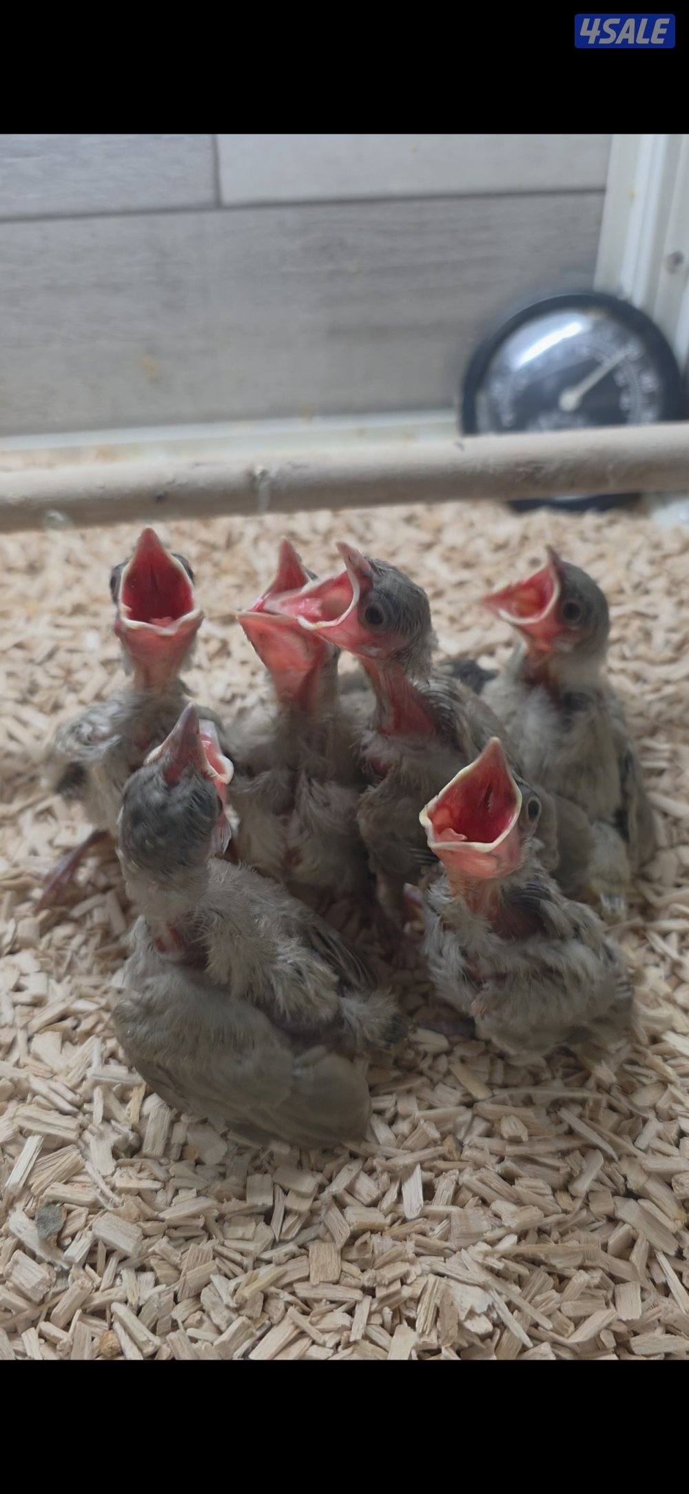 فروخ بلابل1