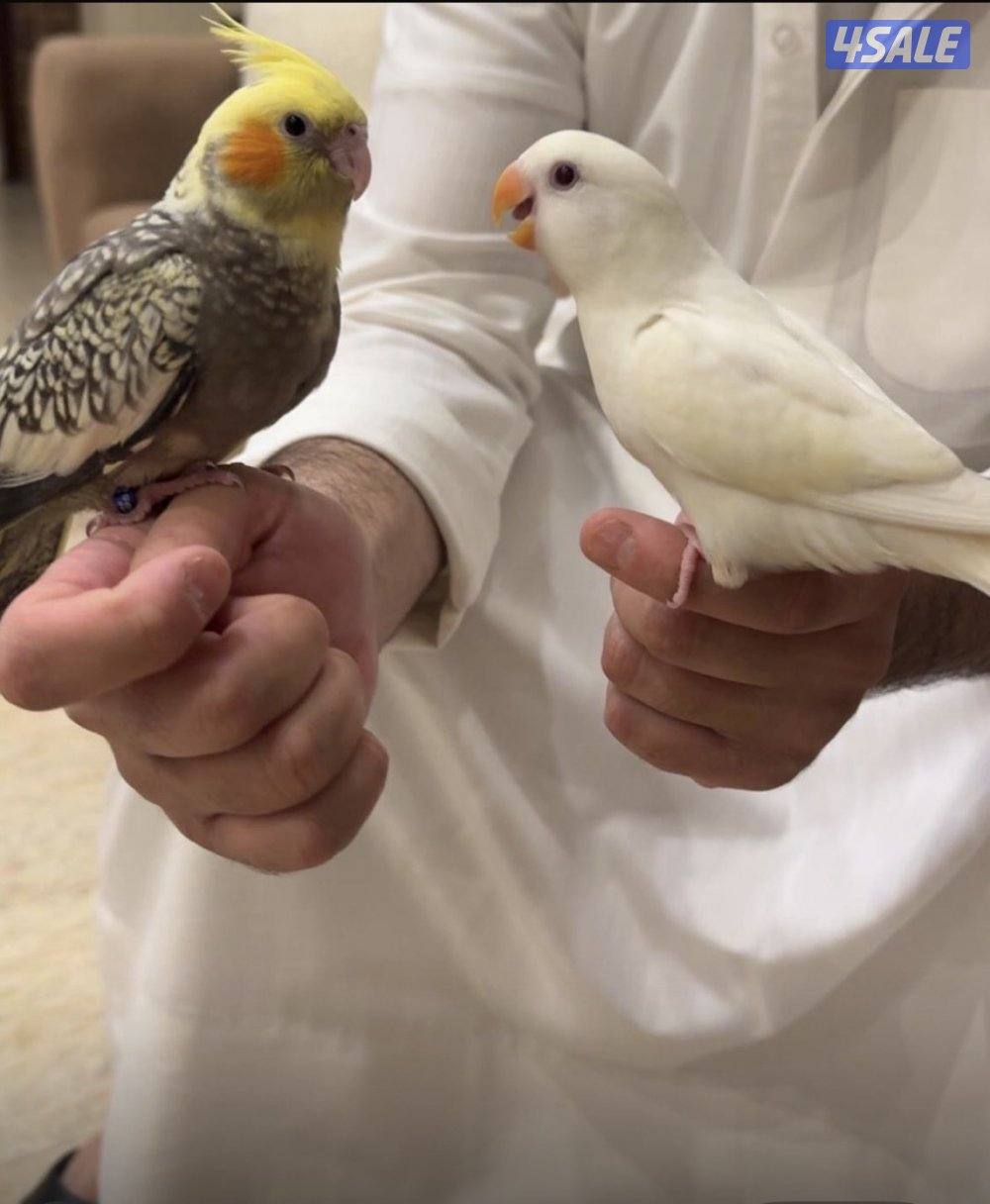 السلام  قطعه خمسه شارع 5120