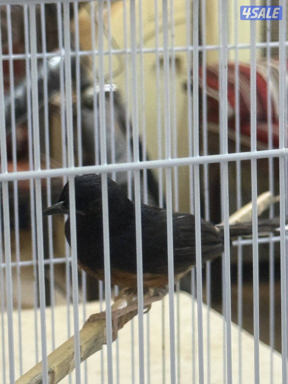 طير شامه مغرد مو ناطق0