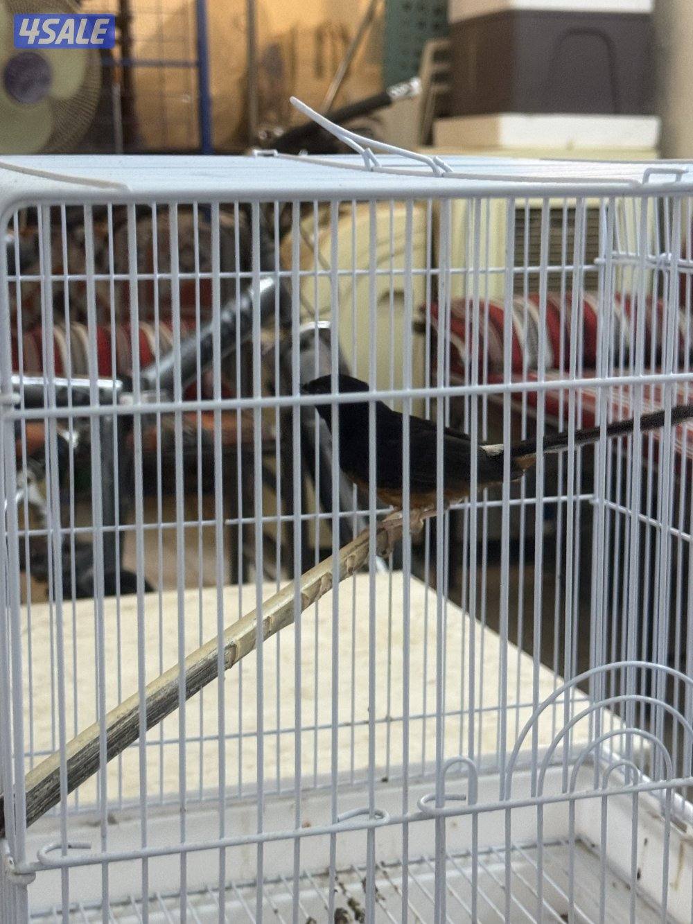 طير شامه مغرد مو ناطق1