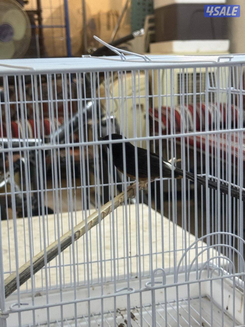 طير شامه مغرد مو ناطق2