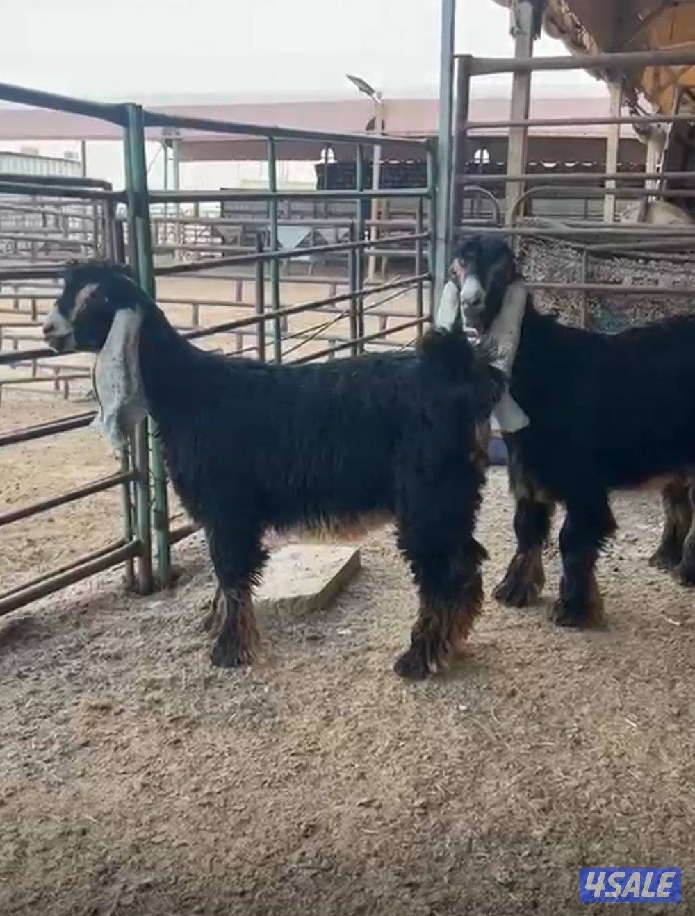 للبيع ثلاث جفرات0