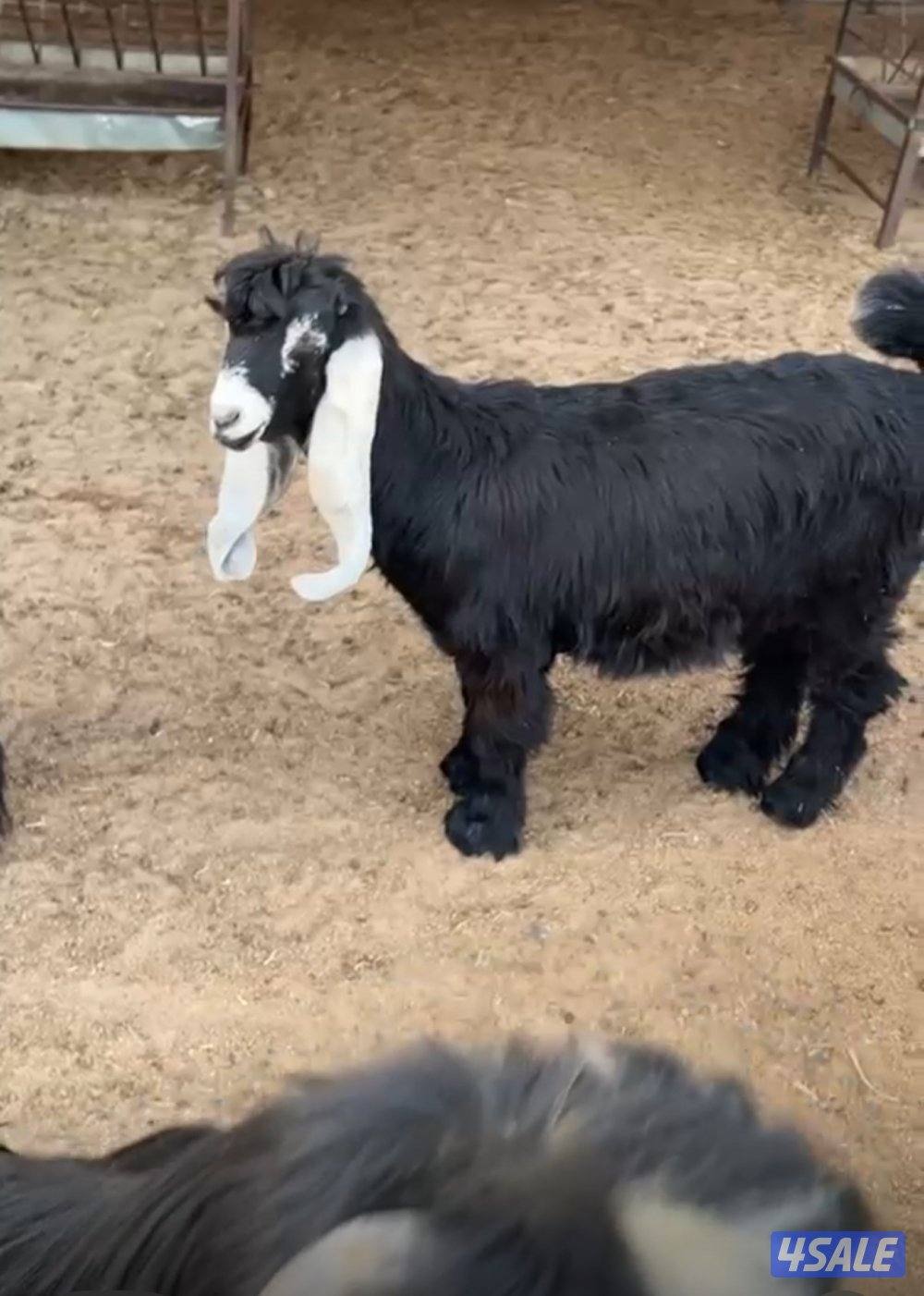 للبيع ثلاث جفرات1