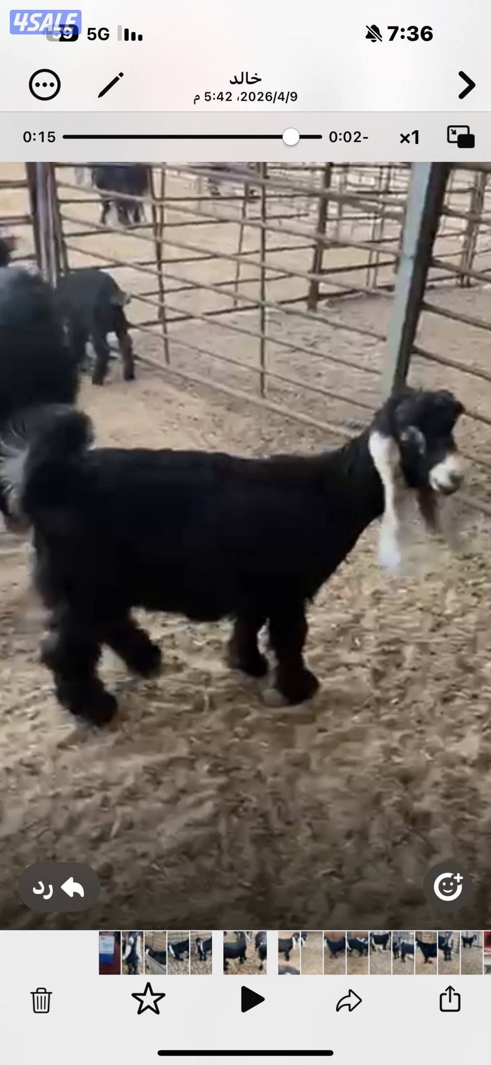 للبيع ثلاث جفرات2