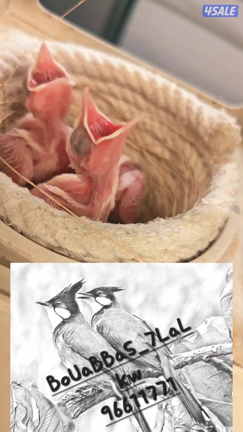 للبيع بلبل بيج العمر 17 يوم حجم حجم لون فاتح0