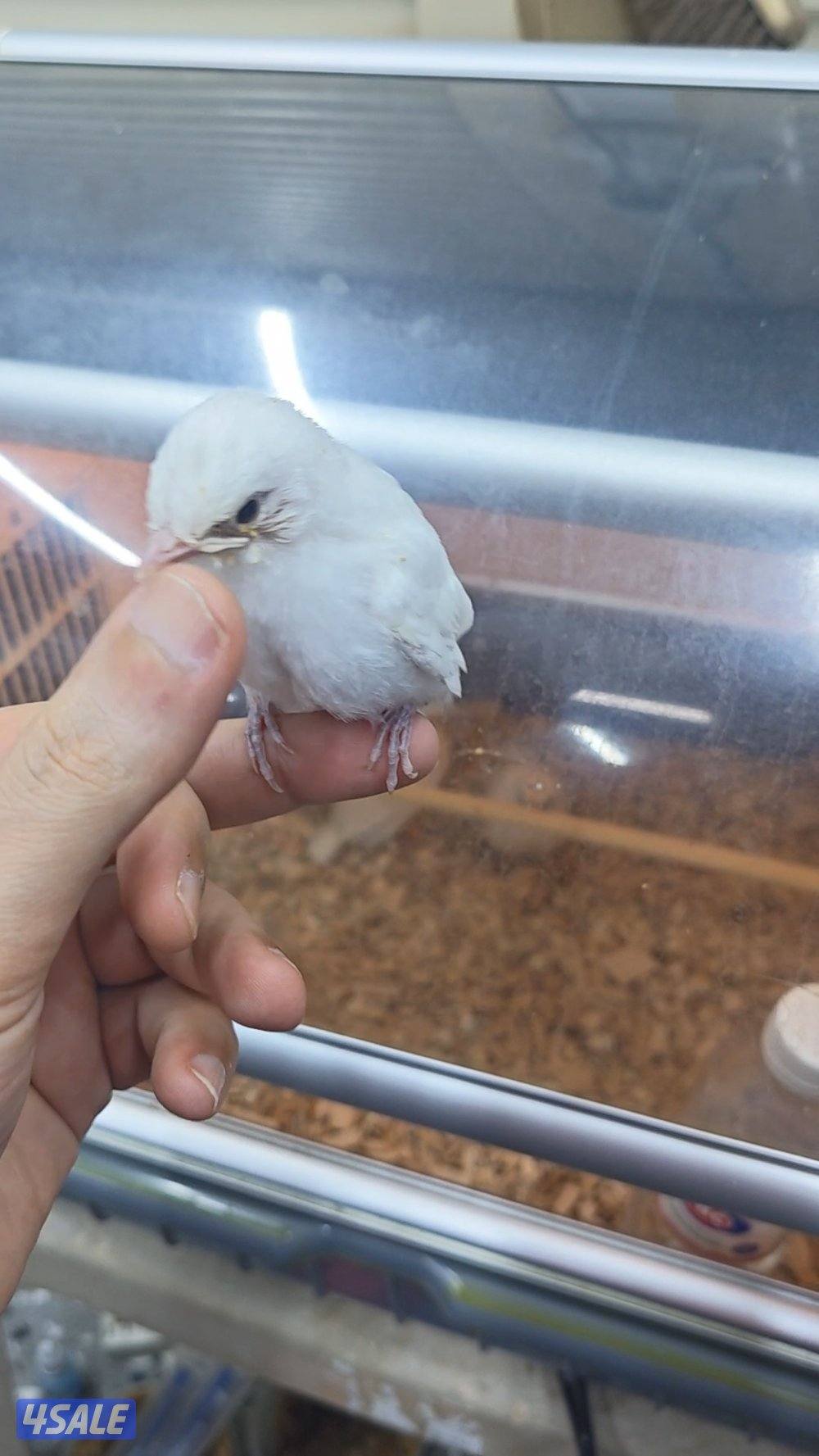 للبيع بلبل بيج العمر 17 يوم حجم حجم لون فاتح1