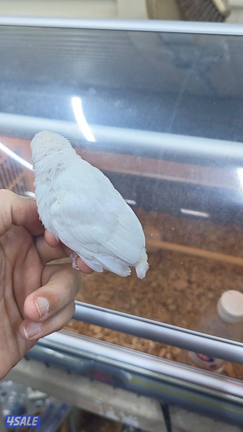 للبيع بلبل بيج العمر 17 يوم حجم حجم لون فاتح2