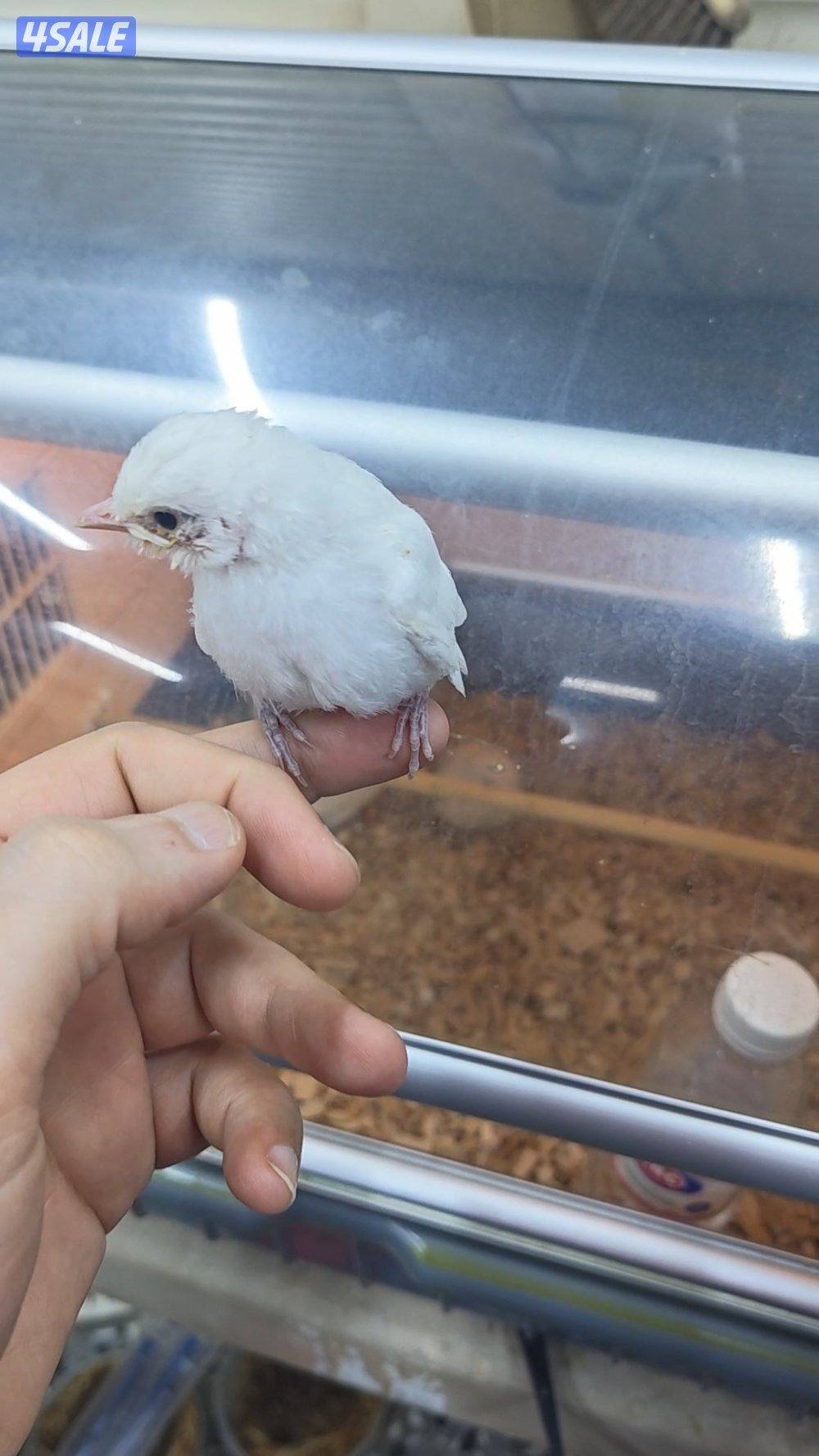 للبيع بلبل بيج العمر 17 يوم حجم حجم لون فاتح3