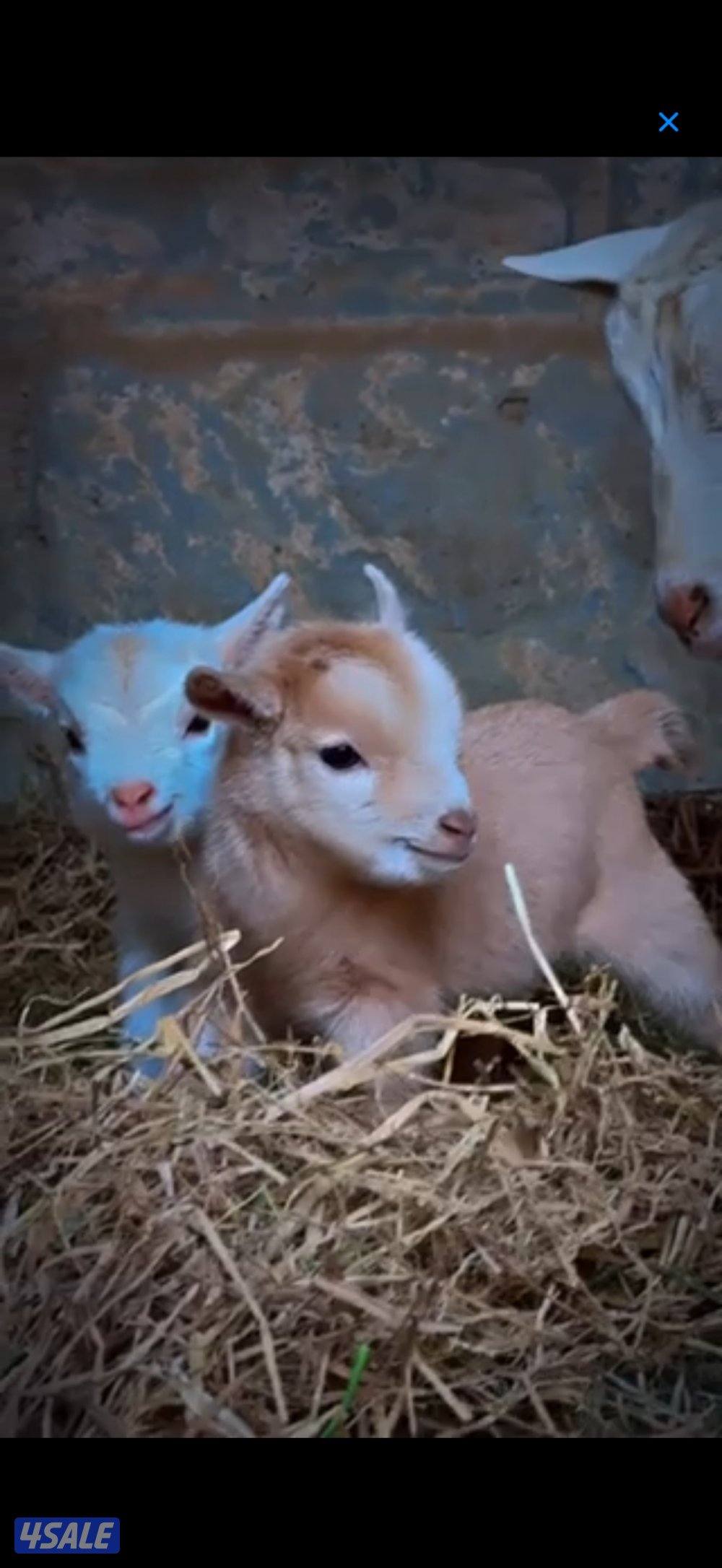 للبيع جيكيه0