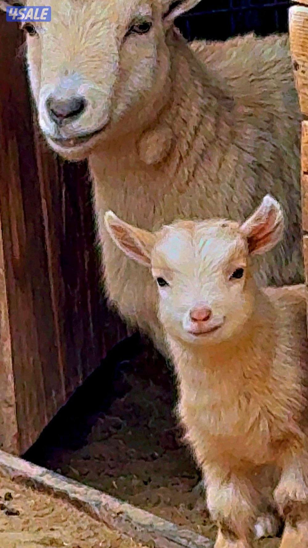 للبيع جيكيه1