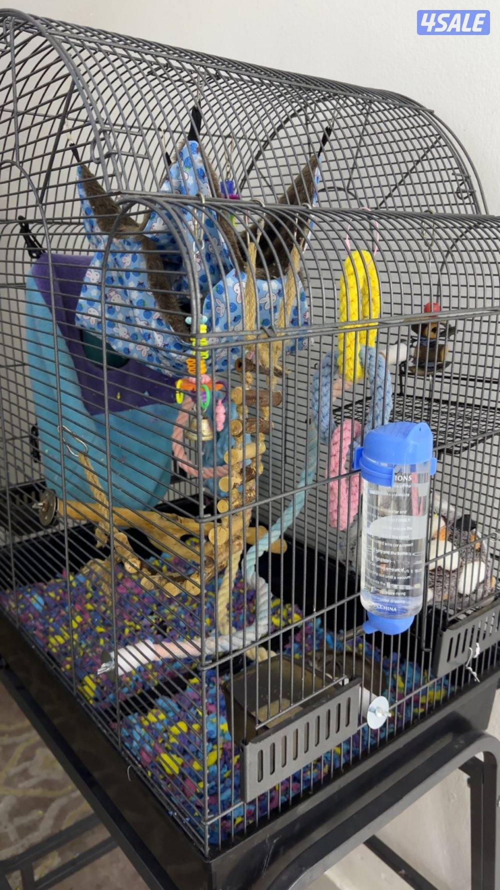 شوقر قلايدر0