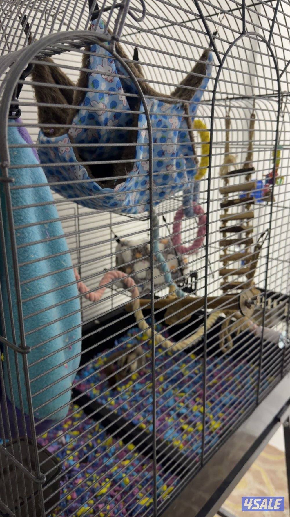 شوقر قلايدر1