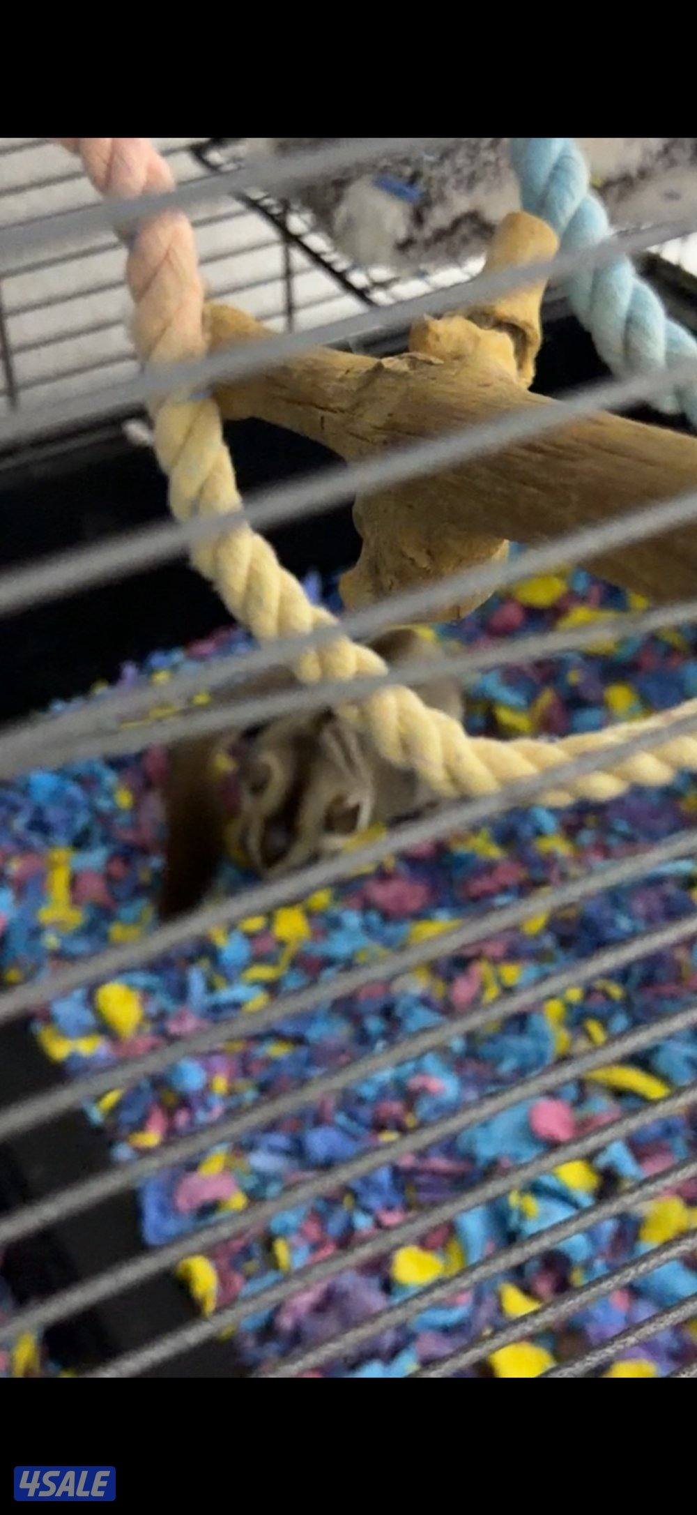 شوقر قلايدر2