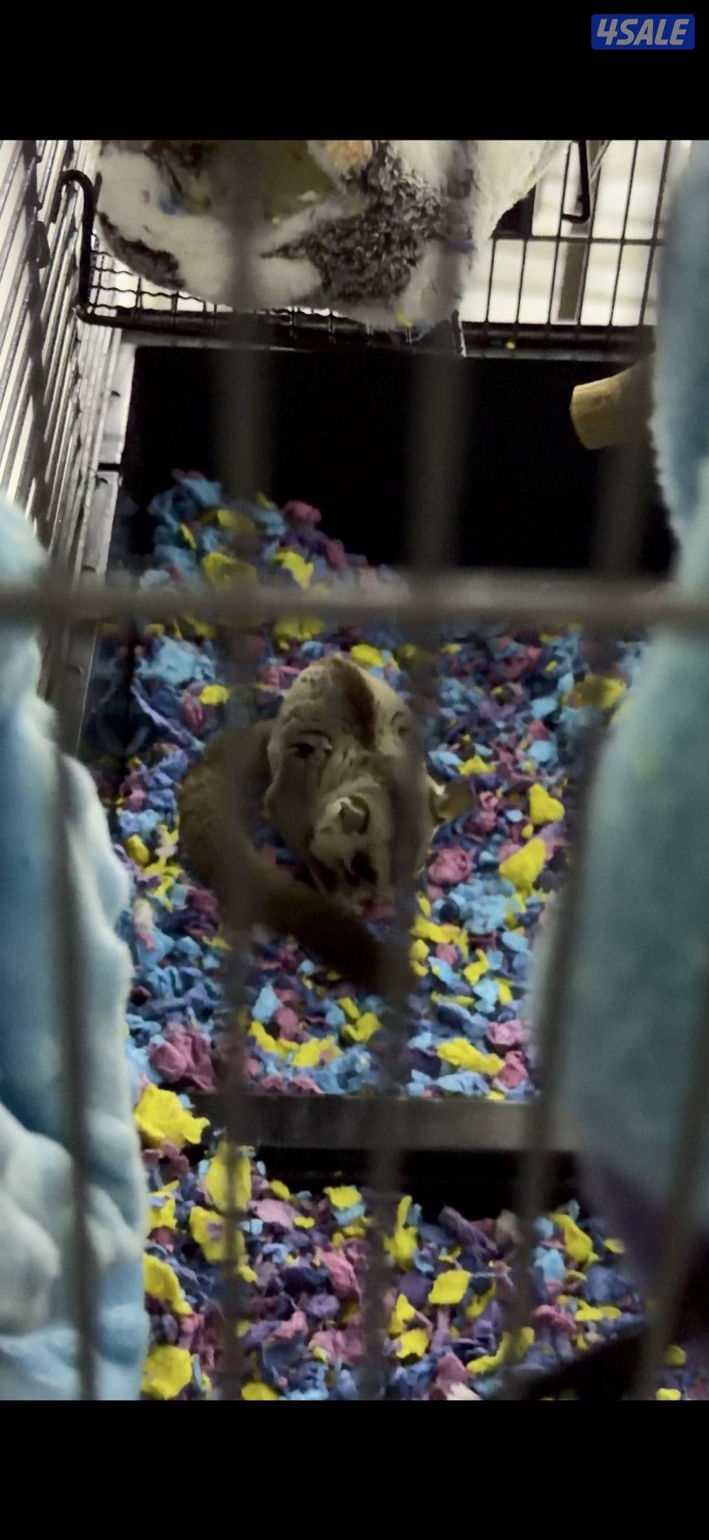 شوقر قلايدر3