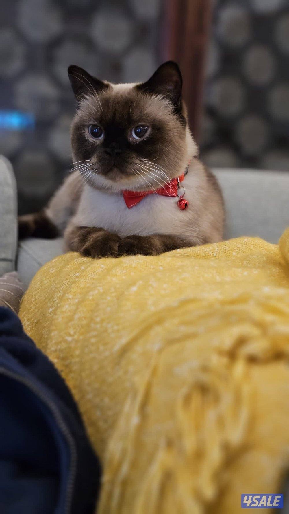 قط سيامي مهجن معي برتش شورت هير و سكوتش فولد0