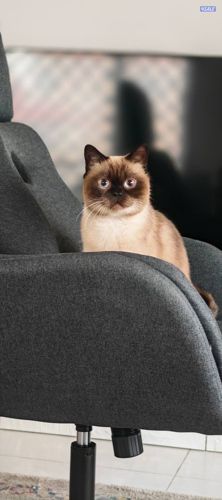 قط سيامي مهجن معي برتش شورت هير و سكوتش فولد1