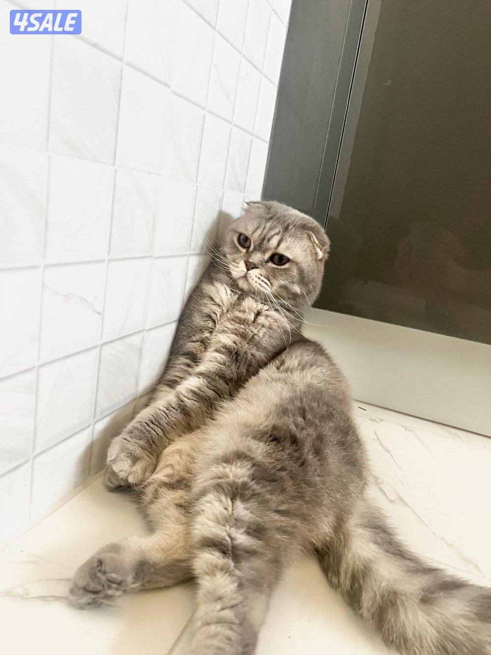 قط سيامي مهجن معي برتش شورت هير و سكوتش فولد2