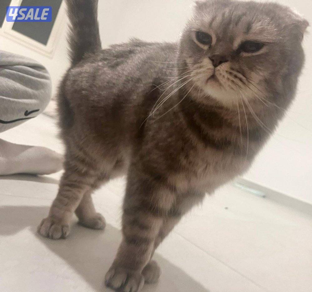 قط سيامي مهجن معي برتش شورت هير و سكوتش فولد3