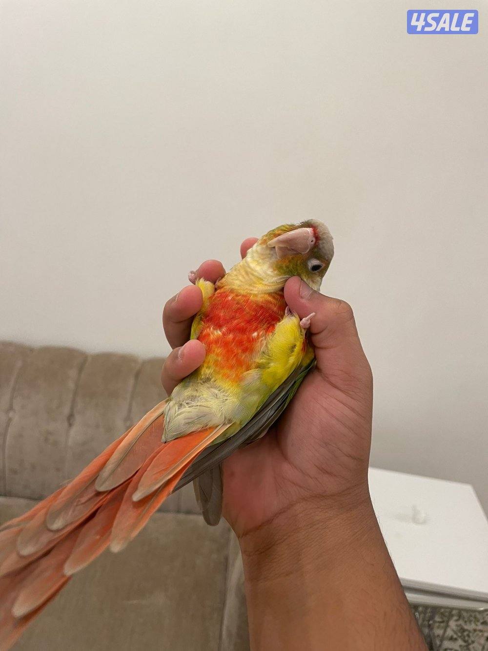 كنيور ربوه للبيع0