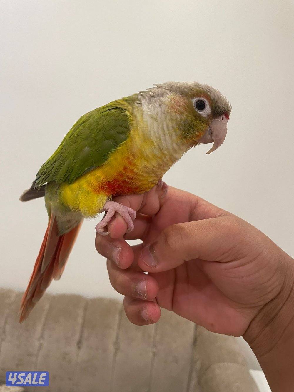 كنيور ربوه للبيع1