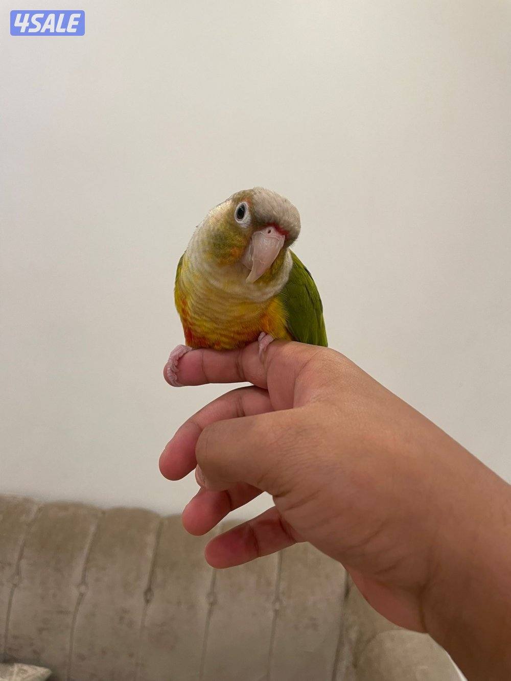 كنيور ربوه للبيع2