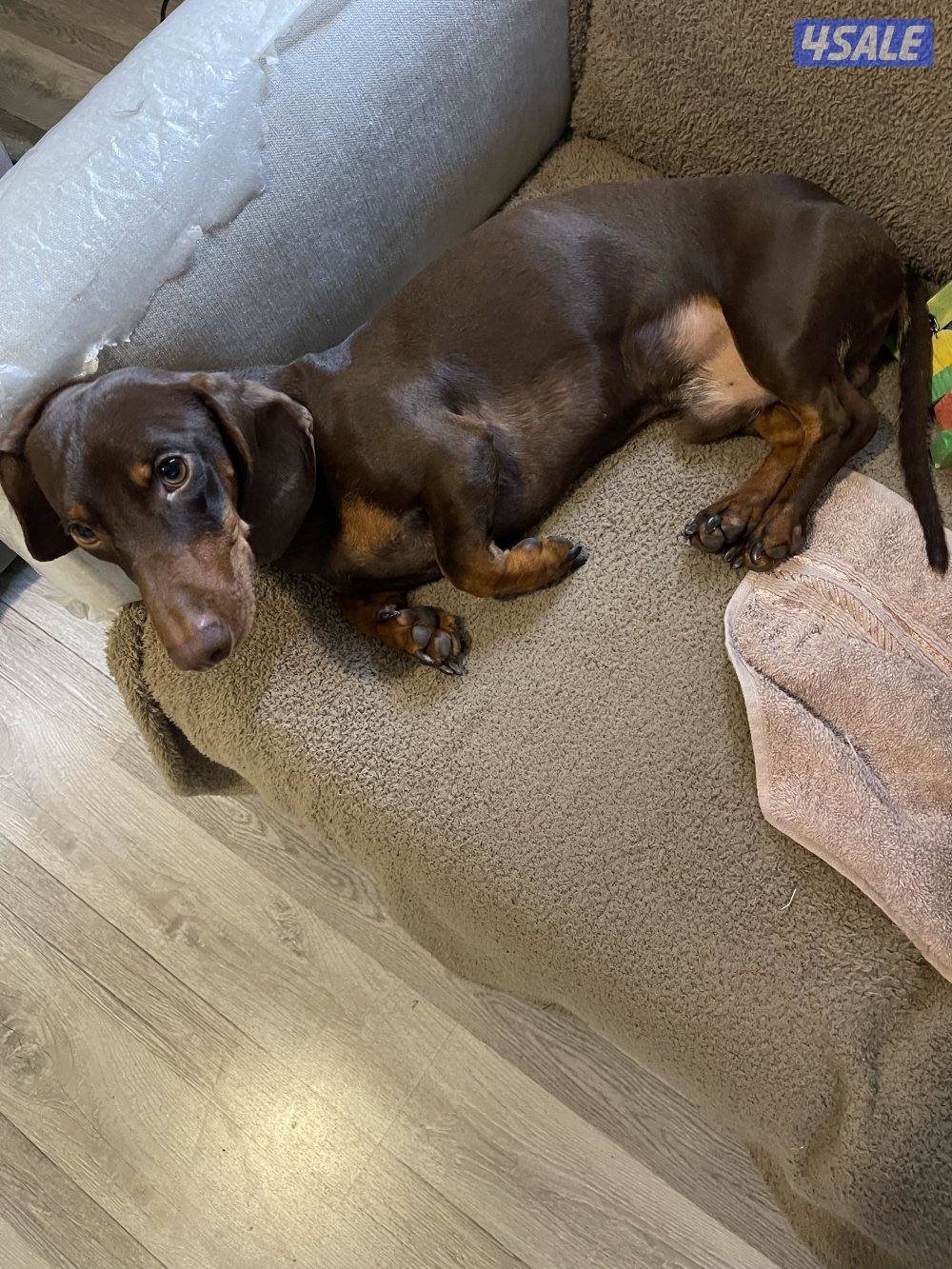 للبيع داشهند0