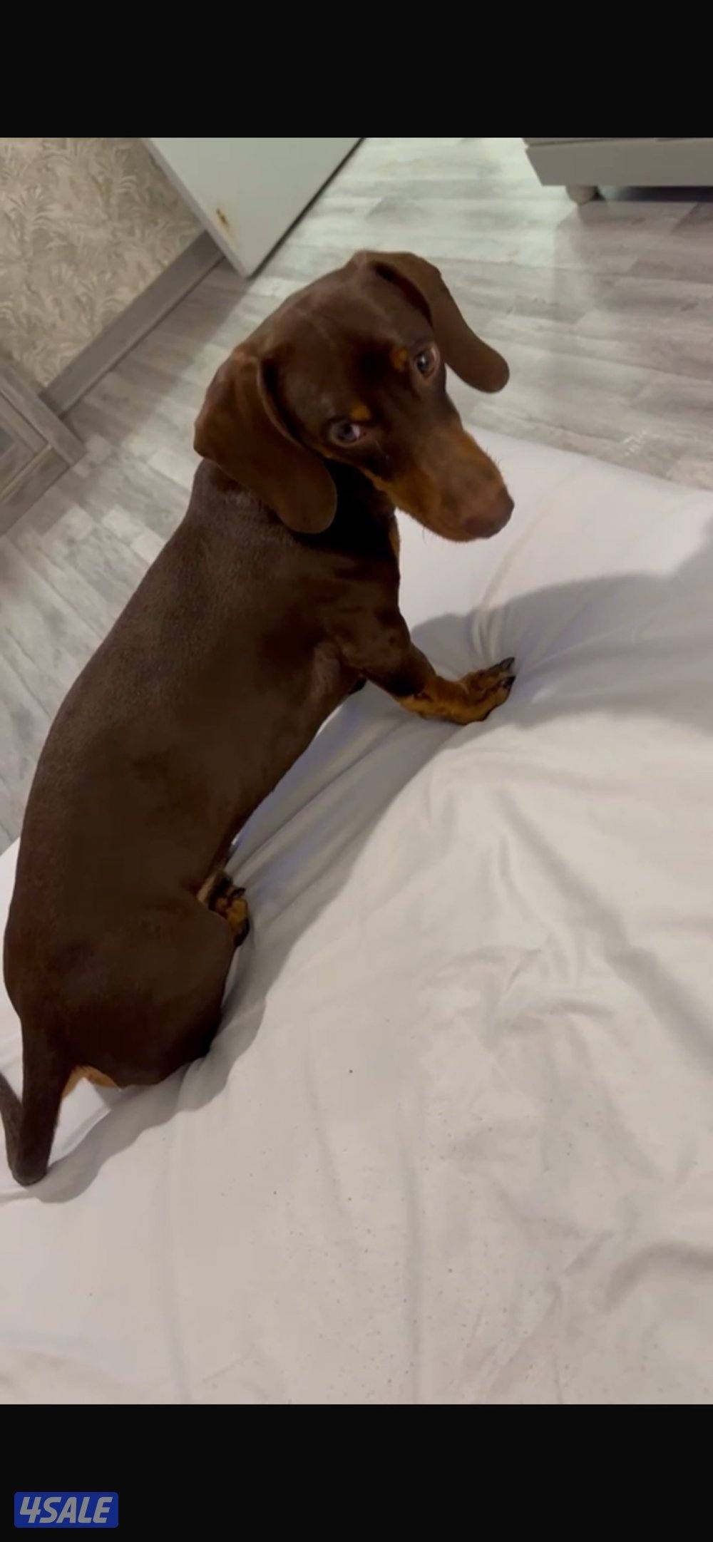 للبيع داشهند1