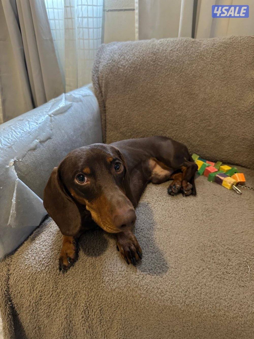 للبيع داشهند2