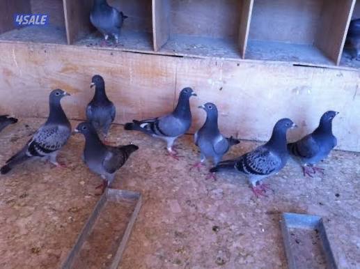 طبات حمام زاجل فاخره0