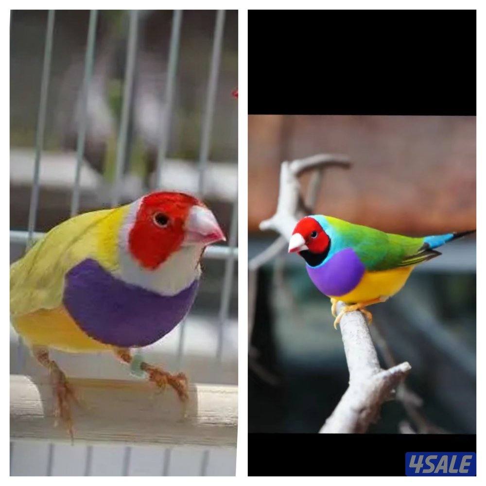 فروخ قولدن فنش عس0