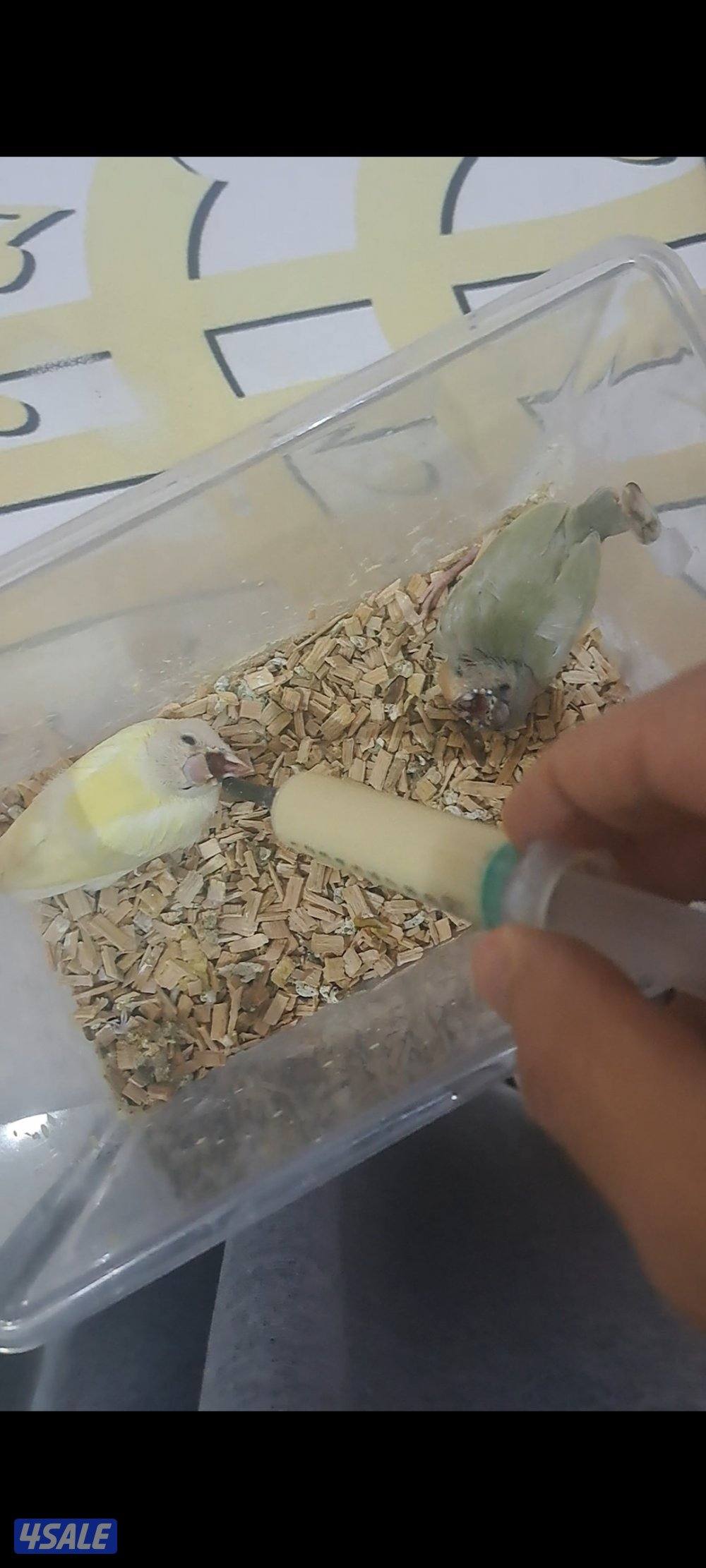 فروخ قولدن فنش عس1