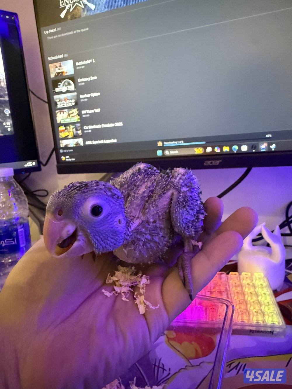 للبيع كنيور فرخ نادر وايت كنيور0