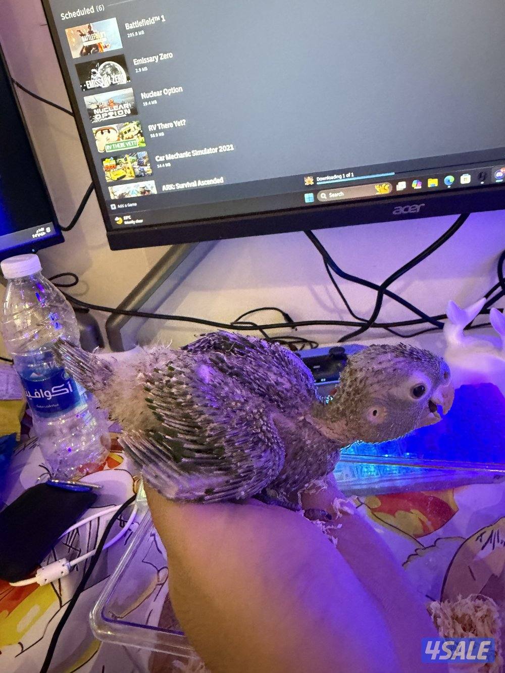 للبيع كنيور فرخ نادر وايت كنيور1