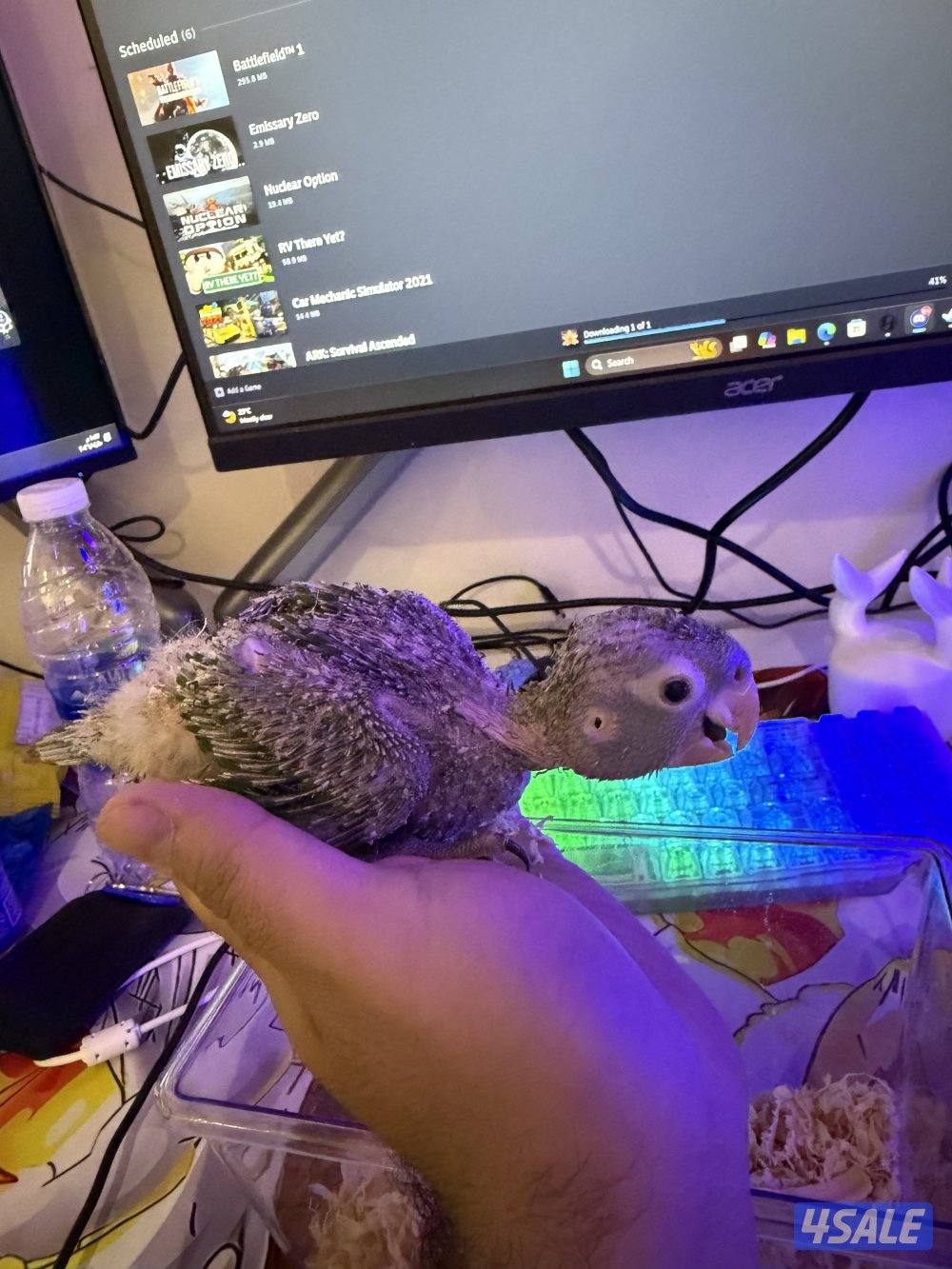 للبيع كنيور فرخ نادر وايت كنيور2