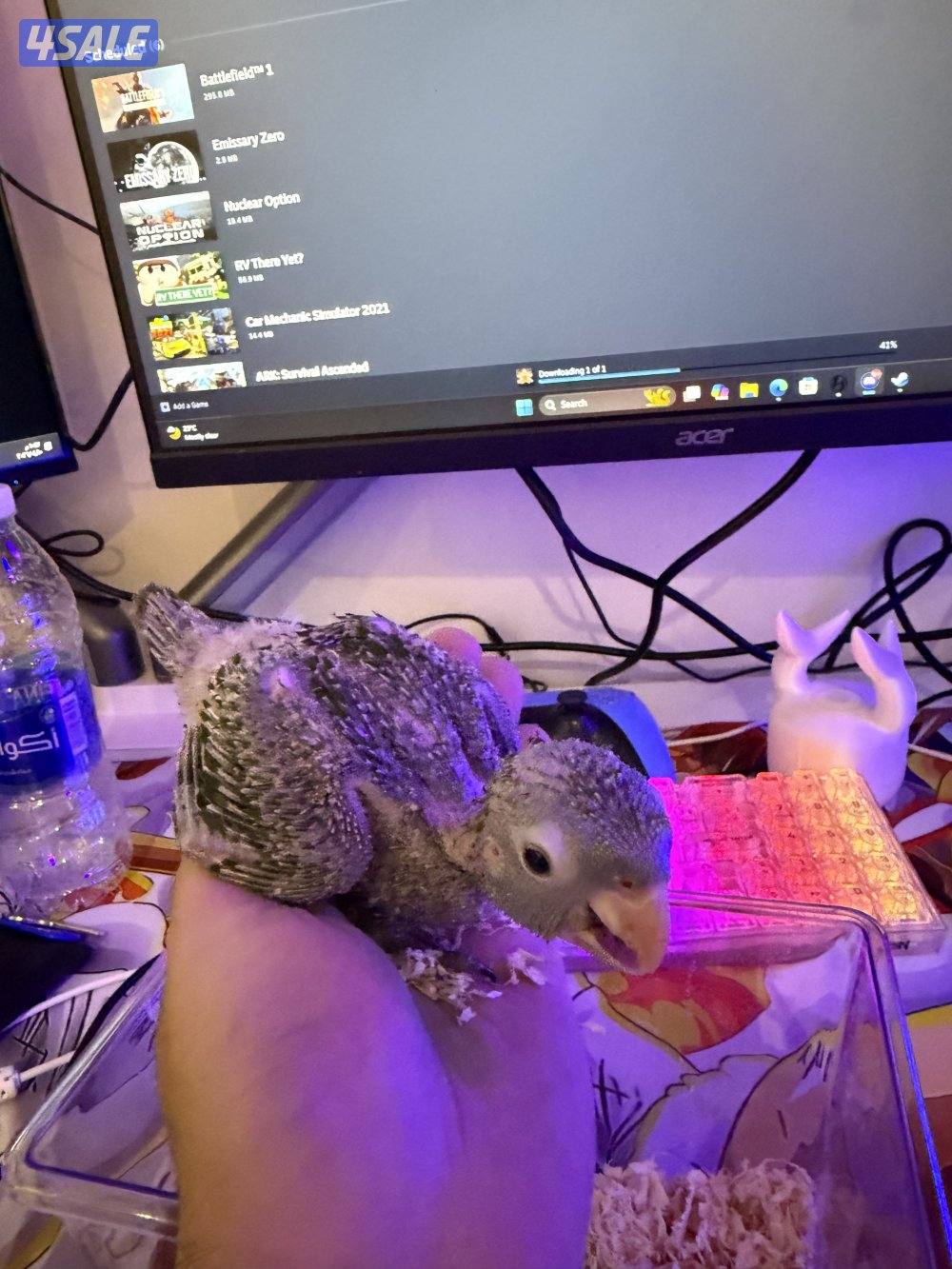 للبيع كنيور فرخ نادر وايت كنيور3