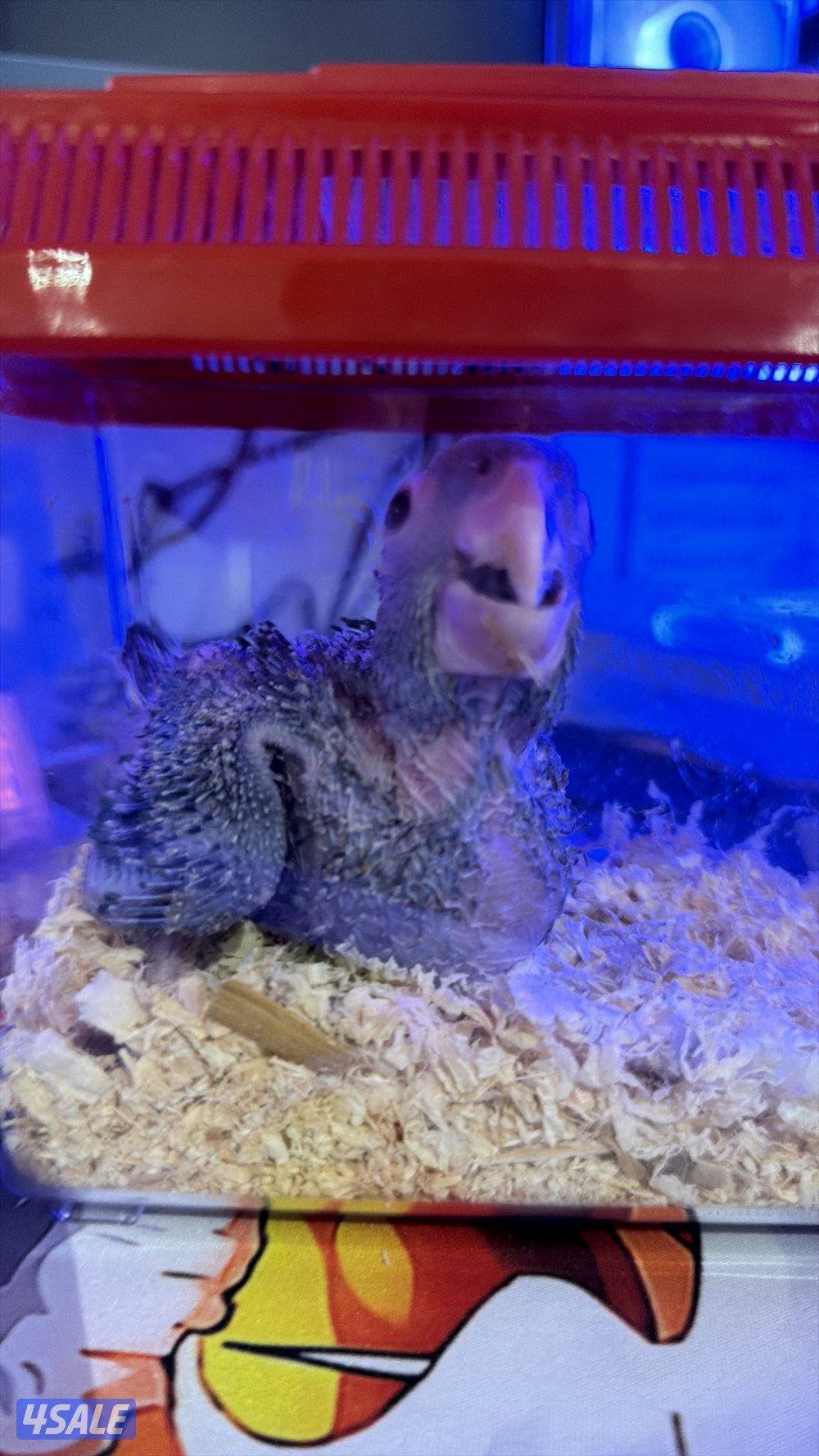 للبيع كنيور فرخ نادر وايت كنيور4