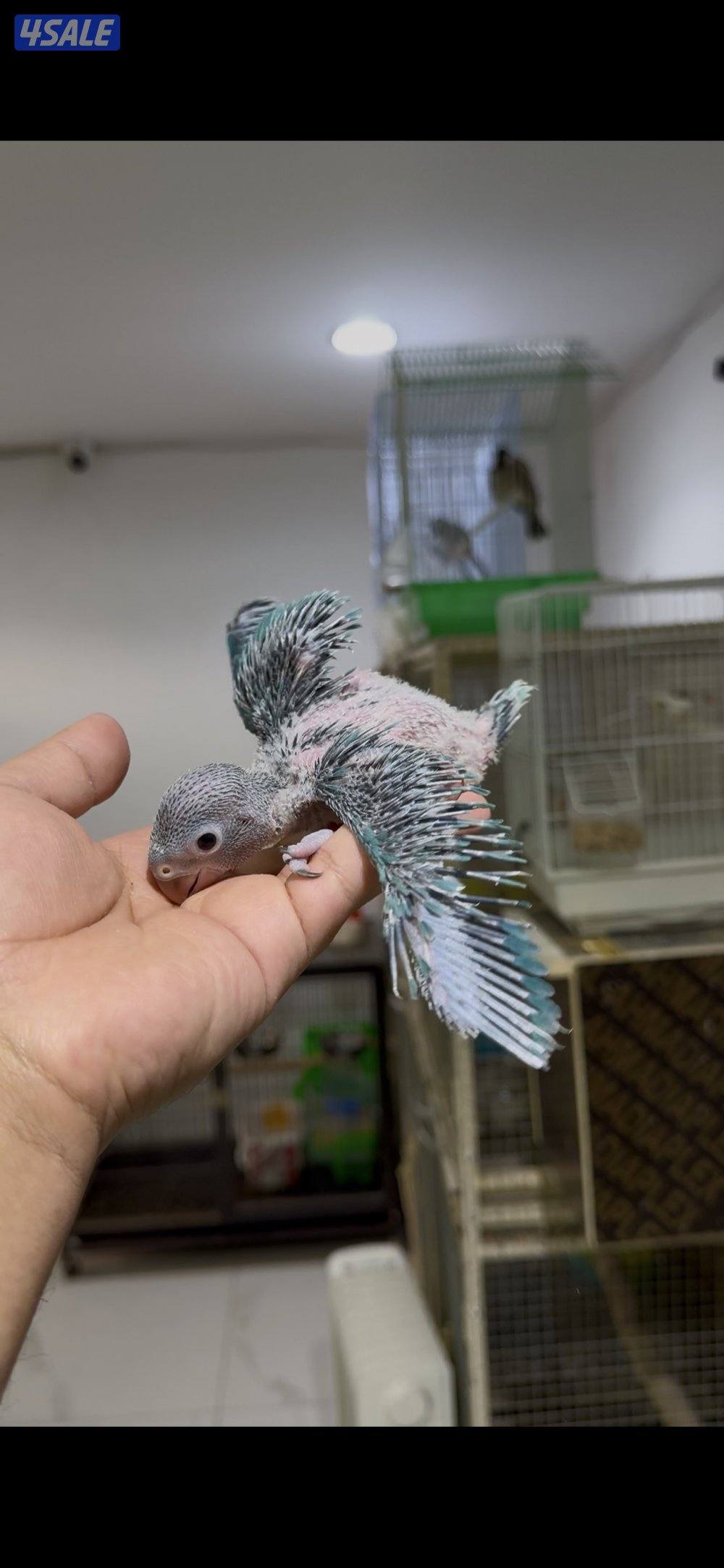 🐣طيور ناطقة🐣0