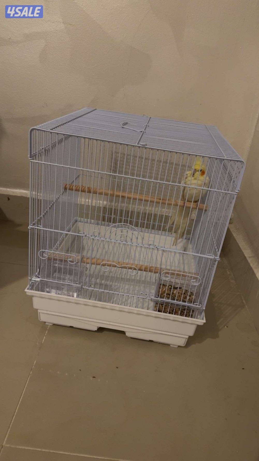 ببغاء كروان كوتيل نوع بيكاتشو عمره 5 شهور أليف ربوه0