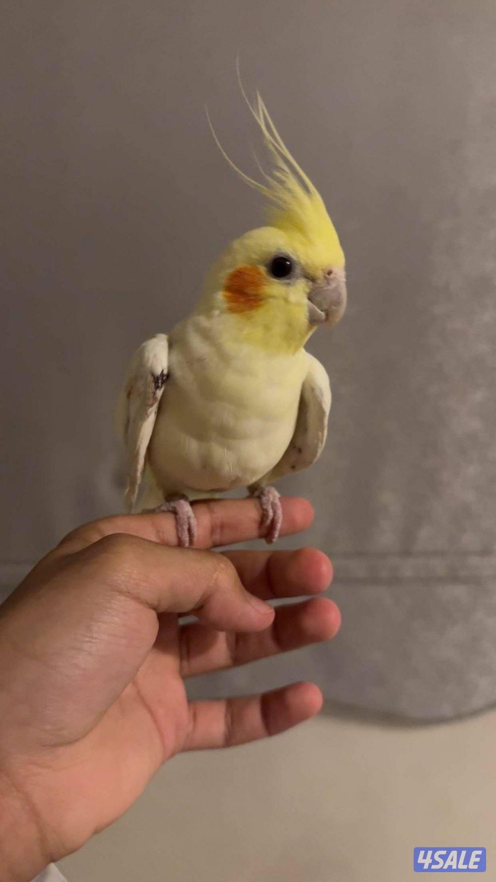 ببغاء كروان كوتيل نوع بيكاتشو عمره 5 شهور أليف ربوه1