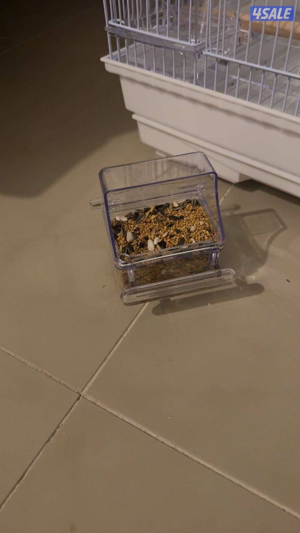 ببغاء كروان كوتيل نوع بيكاتشو عمره 5 شهور أليف ربوه2