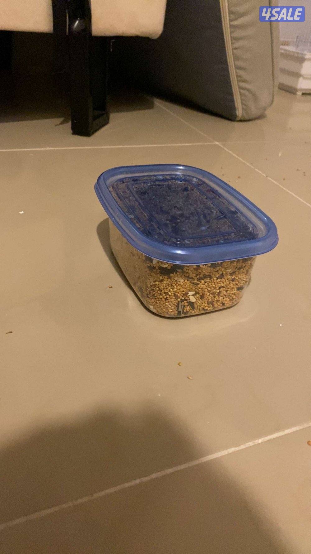 ببغاء كروان كوتيل نوع بيكاتشو عمره 5 شهور أليف ربوه4